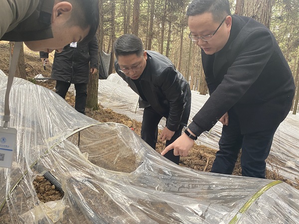 銅仁城交集團(tuán)黨委委員、副總經(jīng)理趙天勇一行赴石阡縣檢查羊肚菌基地種植情況